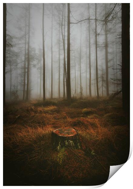 Woodland Print by andrew bagley