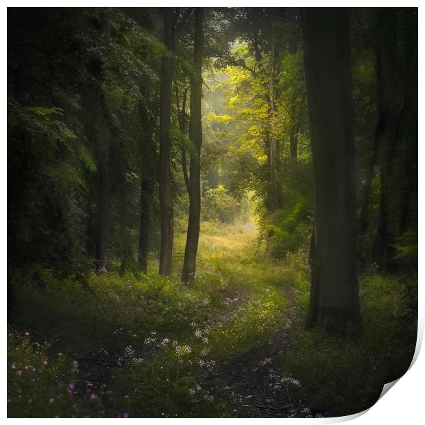 Woodland path Print by andrew bagley