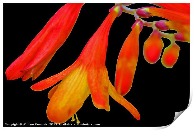 Crocosmia Lucifer Print by William Kempster
