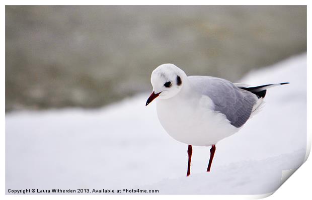 Snow Gull Print by Laura Witherden