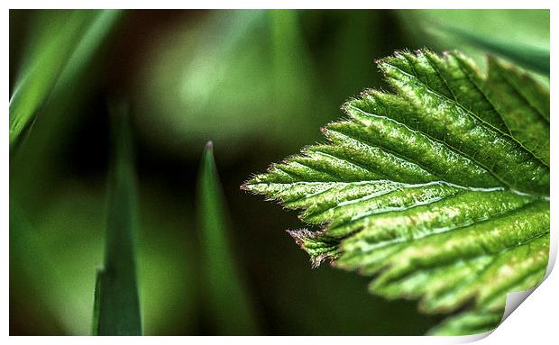 Macro Leaf Print by Laura Witherden