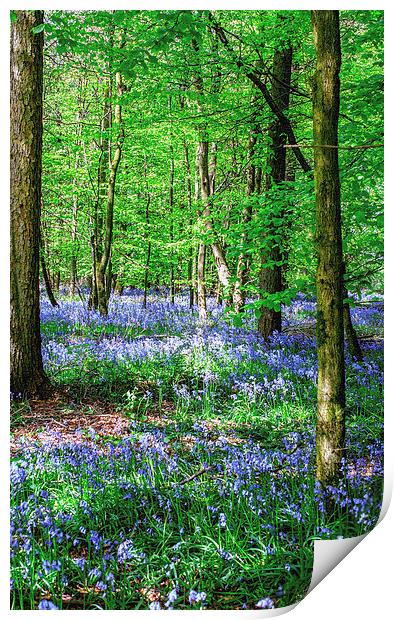 Bluebell Canvas Print by Laura Witherden