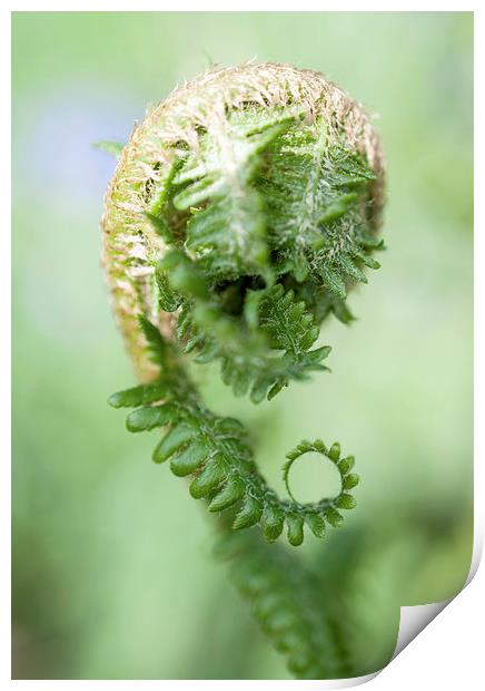 Curled Fern Print by Laura Witherden