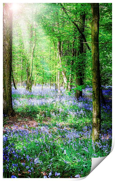 Sunlight on the Bluebells Print by Laura Witherden