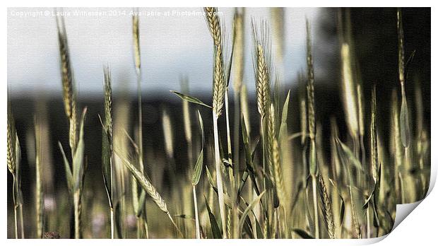  Wheat field canvas Print by Laura Witherden