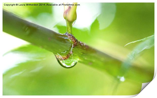 Raindrop on Acer Print by Laura Witherden