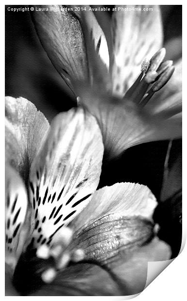 Tigerlily Monochrome Print by Laura Witherden