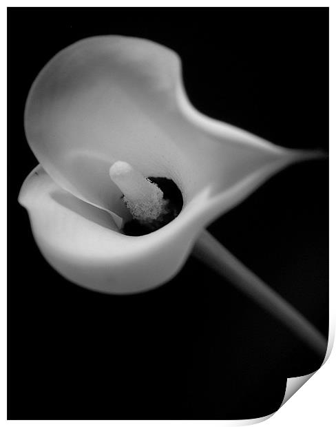 Black & White Lily Print by Abdul Kadir Audah