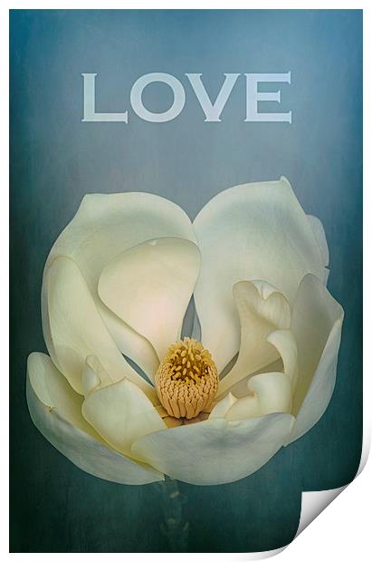 LOVE Magnolia Print by Abdul Kadir Audah