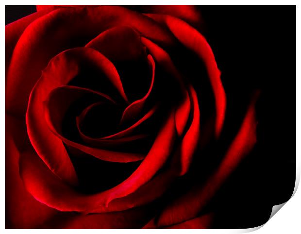 Red Rose on Black Print by Malcolm Smith