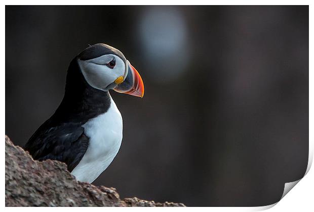 Puffin Print by Malcolm Smith
