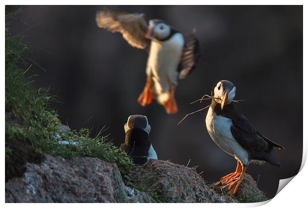 Puffins Nesting Print by Malcolm Smith