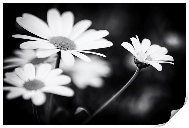 Black and white Daisies Print by Malcolm Smith