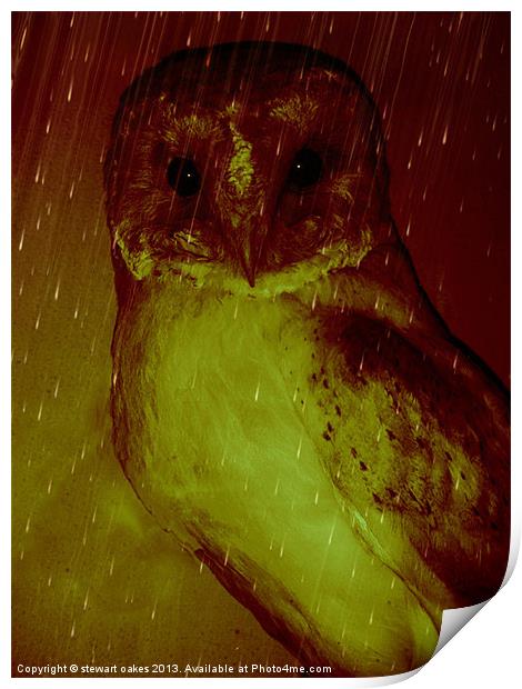 owls collection 1 Print by stewart oakes
