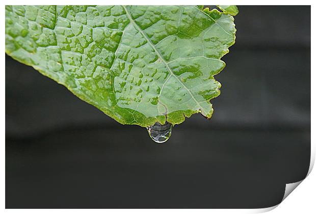 leaf with transparent drop dripping Print by Ilona Manerske