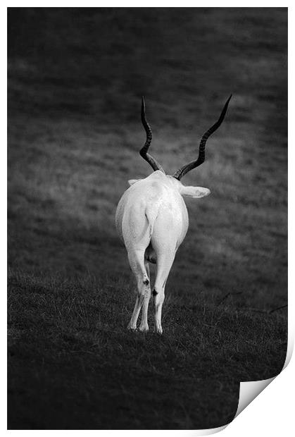 white goat with wavy horns Print by Ilona Manerske