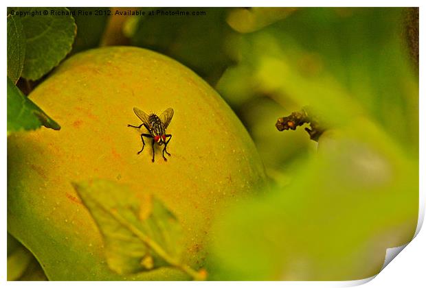 The Forbidden Fruit Print by Richard Rice