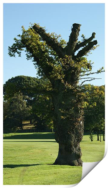 Oak Tree Print by Philip Needham