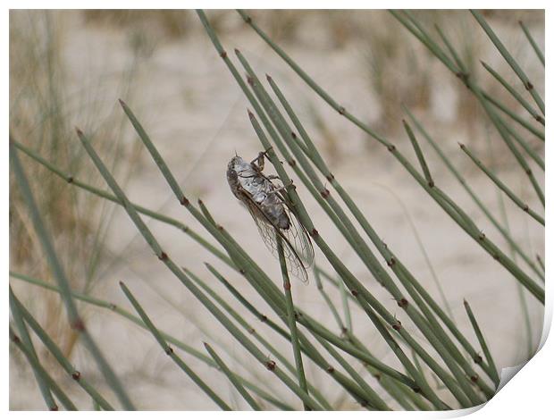 Cicada in the desert Print by Melody Chernenko