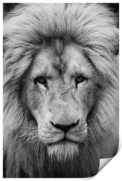 Majestic male white lion Print by Martin Patten