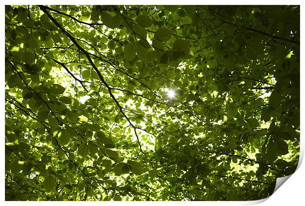 Sunlight through tree branches Print by Phillip Shannon