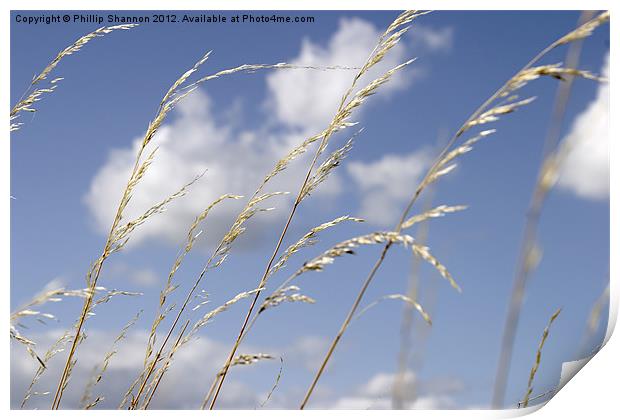 grass and sky_01 Print by Phillip Shannon