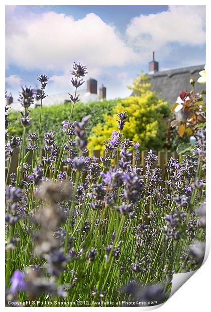 lavendar plant in garden setting Print by Phillip Shannon