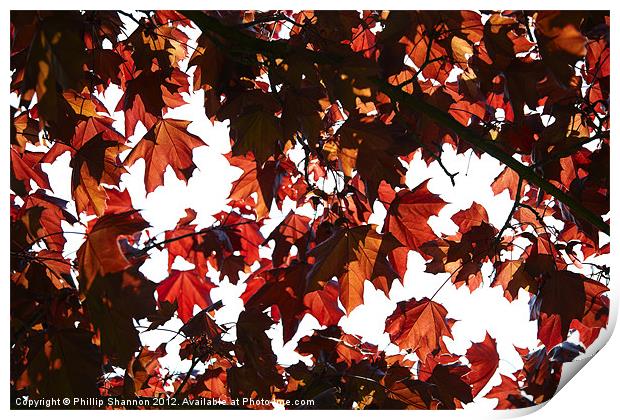 Red Autum Leaves Print by Phillip Shannon