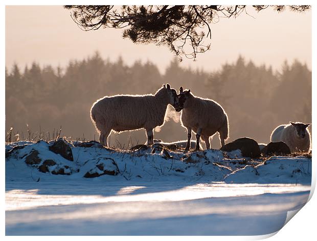 Sheep in Scottish Winter Print by Louise Bellin