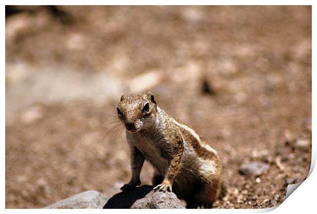 chipmunk Print by Jeni Adie