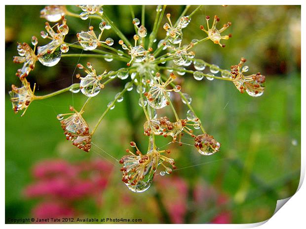 Raindrops on Fennel Head Print by Janet Tate