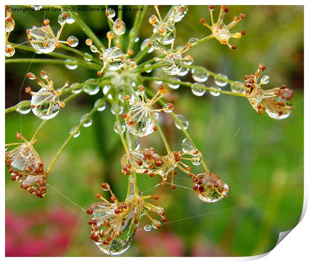 Fennel seed head with raindrops. Print by Janet Tate