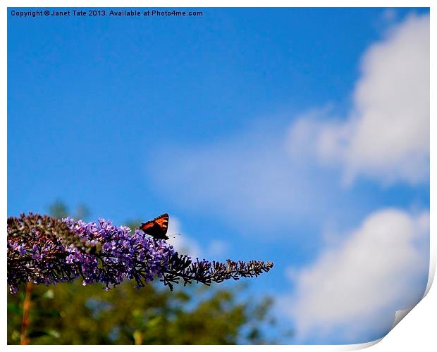 Butterfly sky Print by Janet Tate