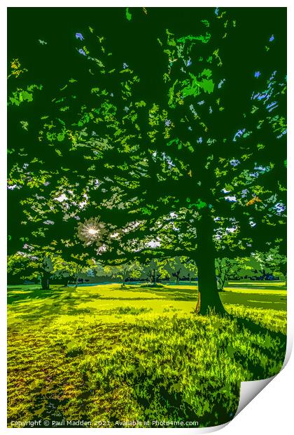 Calderstones park tree Print by Paul Madden