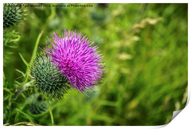 Pink Thistle Macro Print by Paul Madden
