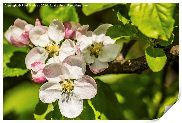 Apple Blossom Print by Paul Madden