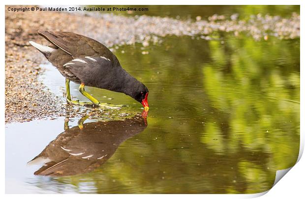 Moorhen drinking at the canal Print by Paul Madden