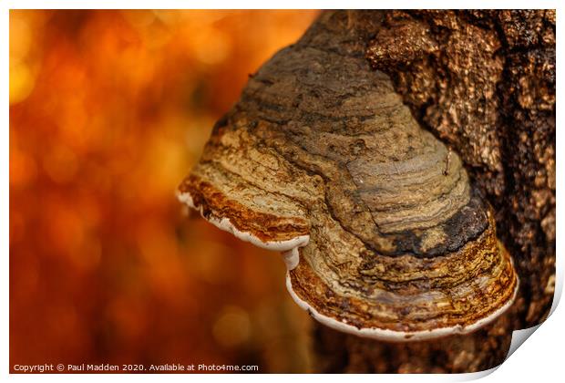 Autumnal fungi Print by Paul Madden