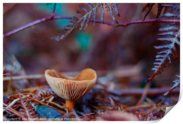 Forest Fungus Print by Paul Madden