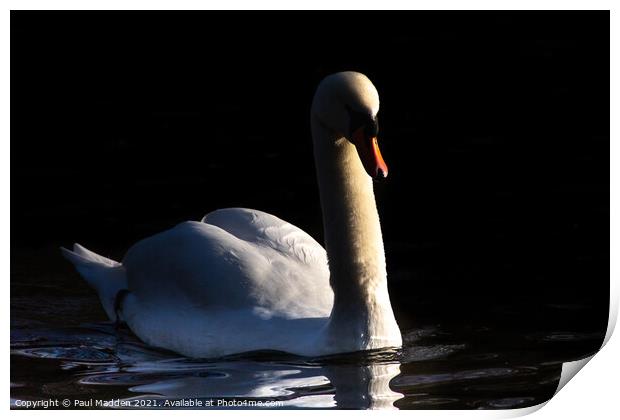 Swan on the lake Print by Paul Madden