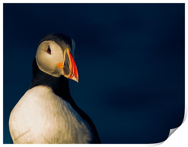 Puffin in Shetland Print by Timothy Large