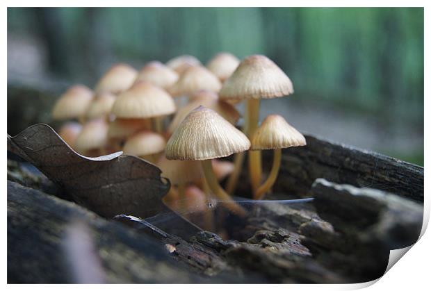 mushrooms family Print by Miroslav Adamove