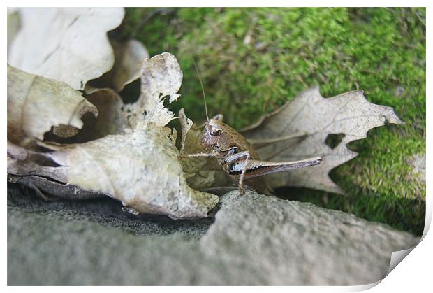 grasshopper Print by Miroslav Adamove