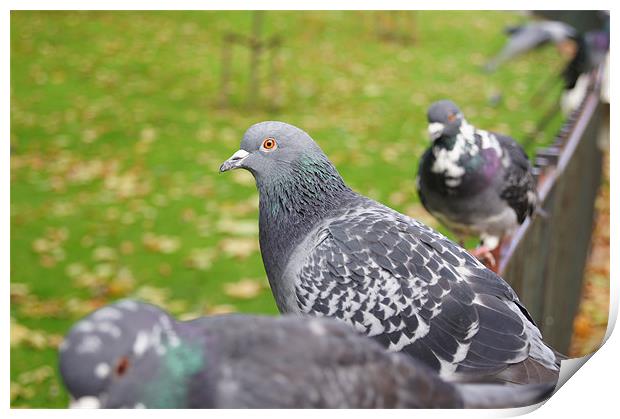 pigeons Print by Miroslav Adamove