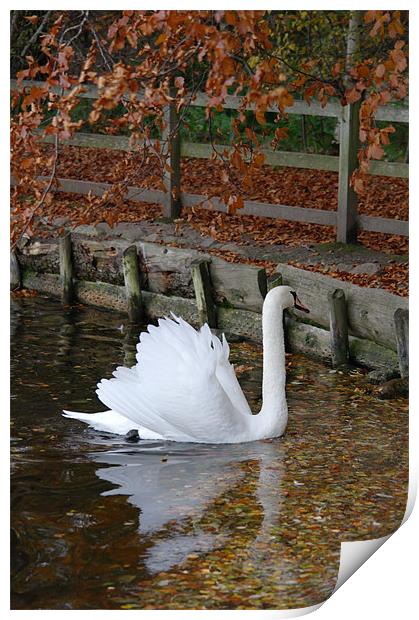 Swan Print by Julie Perrin