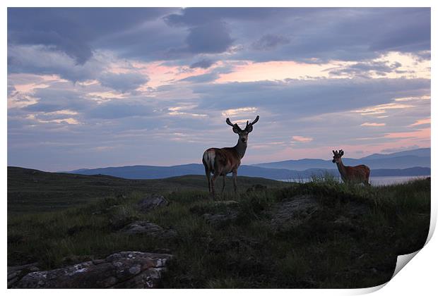 Red Deer at Sunset in Applecross Print by Richard Westwood