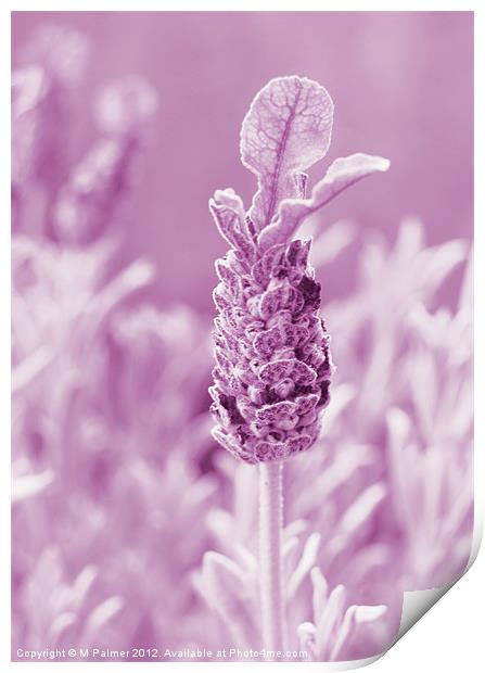 Lavender Calm Print by M Palmer