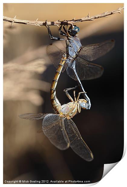 Dragonflies mating Print by RSRD Images 