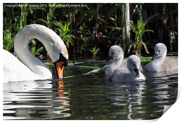 Mute Swan and Cygnets Print by RSRD Images 