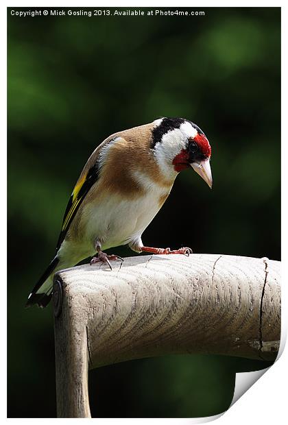 Goldfinch Print by RSRD Images 